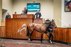 Lot 168, the sale-topping Havana Grey filly, brings £420,000 at Goffs UK Doncaster Breeze-Up Sale