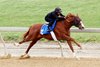 Hip 12, 2024 Fasig-Tipton Midlantic  May 2 Year Olds in Training Sale