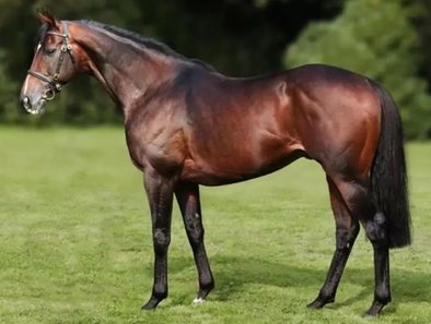 Soldier Hollow, a multiple leading sire in Germany, has died at age 24