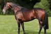 Solider Hollow, a multiple leading sire in Germany, has died at age 24