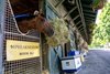 Kentucky Derby 150 winner and second place in the149th Preakness Stakes Mystik Dan looks out of his stall at the Annex to the Oklahoma Training Center adjacent to the Saratoga Race Course after arriving from Baltimore Monday May 20, 2024 in Saratoga Springs, N.Y.    Photo by Skip Dickstein