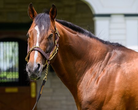 Goldencents at Spendthrift Farm