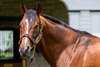 Goldencents at Spendthrift Farm on May 5, 2024. 

