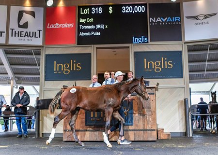The Toronado colt consigned as Lot 318 sells for AU$320,000, tops on the second and final day of Inglis' Australian Weanling Sale