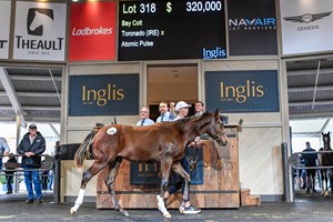 The Toronado colt consigned as Lot 318 sells for AU$320,000 top the second and final day of Inglis' Australian Weanling Sale