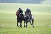 King of Steel (Raul da Silva,right)  exercise up the short gallop on the Limekilns with a stable companion
Newmarket 4.5.24 Pic: Edward Whitaker