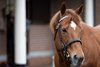 Night Of Thunder.
Kildangan Stud.
Irish Stallion Trail.
Photo: Patrick McCann/Racing Post
12.01.2024