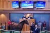 Hip 485, 2024 Fasig-Tipton Saratoga New York bred Sale