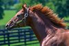 Gun Runner in his paddock at Three Chimneys Farm near Midway, Ky.. on Aug. 10, 2024.