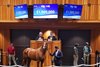 Hip 146, 2024 Fasig-Tipton Saratoga Sale