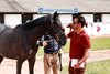 Arqana, Deauville, 19/08/2024, photo: Zuzanna Lupa