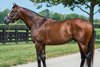 Thousand Words at Spendthrift Farm