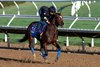 Breeders’ Cup contender Getaway Car gallops this morning during the exercise period at the Delmar Race Track Wednesday Oct. 30, 2024 in San Diego, CA. Photo by Skip Dickstein