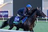 Breeders’ Cup contender Shahryar on the turf this morning during the exercise period at the Delmar Race Track Wednesday Oct. 30, 2024 in San Diego, CA. Photo by Skip Dickstein