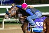 Breeders’ Cup contender Iron Man Cal gets an ear scratch before he gallops this morning during the exercise period at the Delmar Race Track Wednesday Oct. 30, 2024 in San Diego, CA. Photo by Skip Dickstein