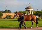 Tattersalls 
Autumn Horses In Training Sale
31/10/2024