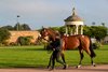 Tattersalls 
Autumn Horses In Training Sale
31/10/2024