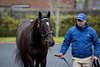 Blue Point.
Kildangan Stud.
Irish Stallion Trail.
Photo: Patrick McCann/Racing Post
12.01.2024