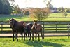 A mare and foals at Bright View Farm in Chesterfield, New Jersey. Photo By Bill Denver/EQUI-PHOTO.