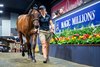 2025 Magic Millions Gold Coast Yearling Sale, Lot 1007