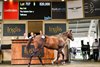 2025 Inglis Classic Yearling Sale, Lot 707