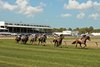 Tampa Bay Downs scene