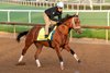 Tappan Street, Kentucky Derby 2025, Churchill Downs, Louisville, KY, April 23, 2025, Mathea Kelley-Bloodhorse