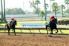 Pegram, Watson & Weitman’s Nevada Beach and jockey Juan Hernandez make easy work of the $100,000 Los Alamitos Derby Saturday, June 28, 2025, giving trainer Bob Baffert is ninth-straight win in the race.
Benoit Photo