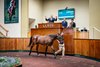 2025 Goffs UK Premier Yearling Sale, Lot 23