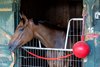 Alabama Stakes winner Nitrogen hangs out in her stall at the Saratoga Race Course Sunday August 17, 2025 in Saratoga Springs, N.Y. Skip Dickstein Photo