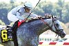 Ag Bullet wins the 2025 Ladies Turf Sprint Stakes at Kentucky Downs