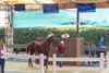 Hip 61, 2025 Fasig-Tipton California Fall Yearlings Sale