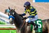 Natalie 'Jill' Baffert's Bottle of Rouge and hall of fame jockey Mike Smith beat favored stablemate Explora (Juan Hernandez up) in the Grade I $300,000 Del Mar Debutante Saturday, September 6, 2025, at Del Mar Thoroughbred Club, Del Mar, CA. Both fillies are trained by Baffert's husband, Bob Baffert.
Benoit Photo