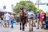 Scenics, 2025 Fasig-Tipton Midlantic Fall Yearlings Sale