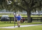 2025 OBS October Yearling Sale, Scene