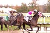 Barbadian Runner wins the 2025 Maryland Million Classic Stakes at Laurel Park