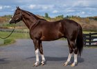 New Bucchero conformation image made today October 24, 2025 for use with present and future stories involving him. He will standing at the Ironhorse Stallions in Schuylerville, N.Y.   Photo by Skip Dickstein