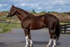 New Bucchero conformation image made today October 24, 2025 for use with present and future stories involving him. He will standing at the Ironhorse Stallions in Schuylerville, N.Y.   Photo by Skip Dickstein