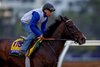 Sovereignty with Neil Pozansky has final workout for the Breeders’  Cup Classic at Del Mar Racetrack in Del Mar, CA on October 27, 2025. Photo By: Alex Evers