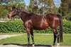 2025 Magic Millions Digital Sale, Lot 63
Taste of Heaven