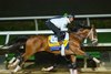 Journalism working with Legitmate at Del Mar with Breeders’ Cup contenders at Del Mar Thoroughbred Club in Del Mar, CA,  on Oct. 26, 2025.