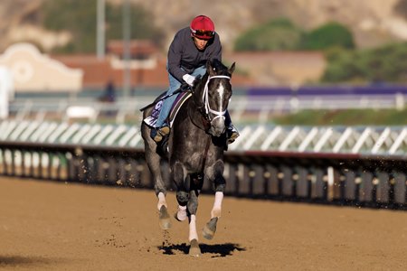 Touch of Destiny trains for the Breeders' Cup Dirt Mile at Del Mar