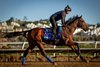 Litmus Test gallops in preparation for the Breeders’ Cup Juvenile at Del Mar Racetrack in Del Mar, CA on October 29, 2025. Photo By: Alex Evers