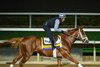Antiquarian
Morning training at Del Mar with Breeders’ Cup contenders at Del Mar Thoroughbred Club in Del Mar, CA, on Oct. 27, 2025.