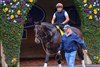 Sovereignty is walked in the paddock by trainer Bill Mott at Del Mar with Breeders’ Cup contenders at Del Mar Thoroughbred Club in Del Mar, CA,  on Oct. 26, 2025.