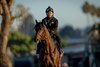 Nysos prepares for the Breeders’ Cup Dirt Mile at Del Mar Racetrack in Del Mar, CA on October 28, 2025. Photo By: Alex Evers