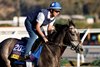 October 29 2025:  Clicquot exercises on the track during morning workouts for trainer Brendan Walsh at Del Mar Thoroughbred Club in Del Mar, California Carolyn Simancik/BloodHorse Magazine