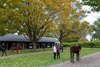 Scenes, 2025 Fasig-Tipton Saratoga Fall Mixed Sale