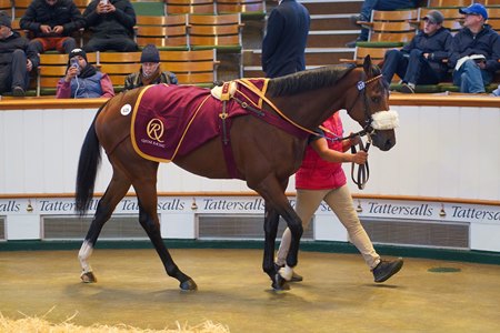 Galdius in the ring at the Tattersalls Autumn Horses in Training Sale