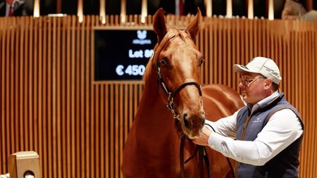 The sale-topping Night of Thunder colt consigned as Lot 86 in the ring at the Arqana October Yearling Sale